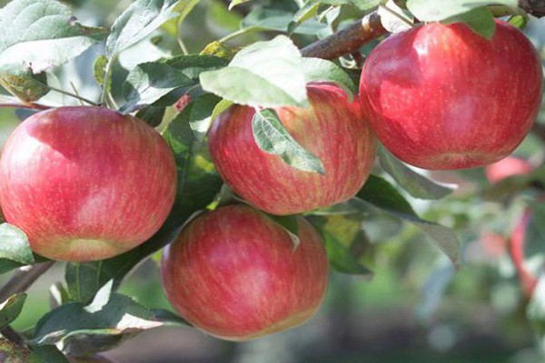 Purchase And Day Price of Pollinatore Apple Tree