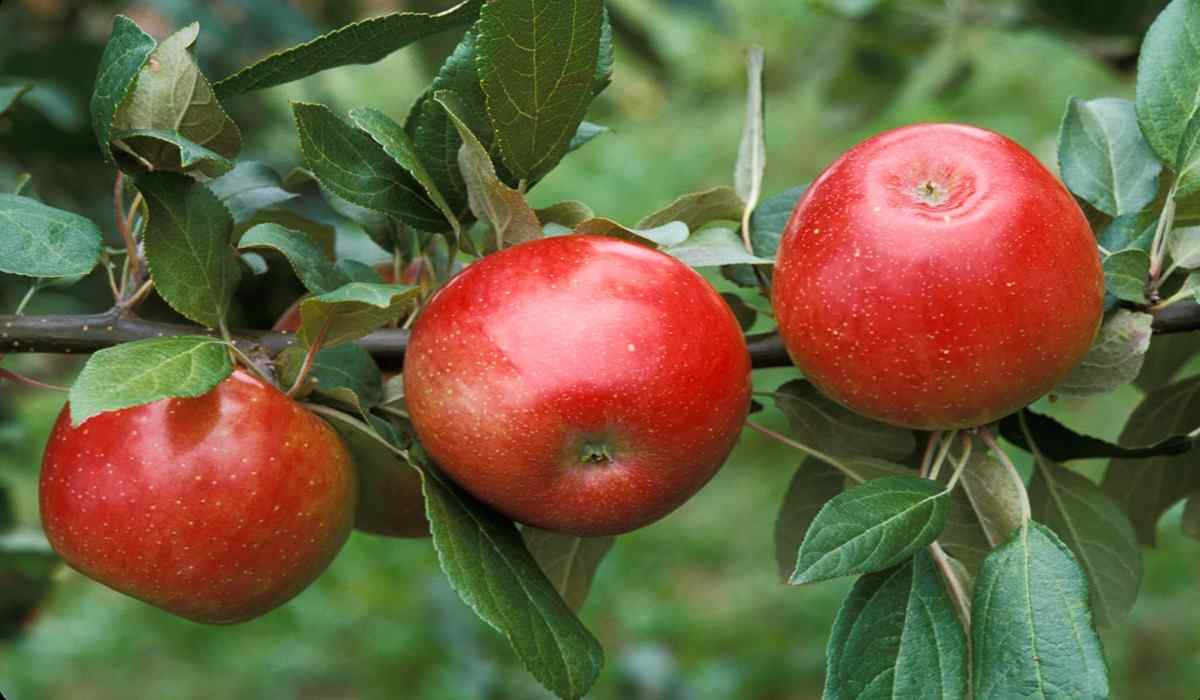 Buy the Latest Types of Zestar Apple Tree