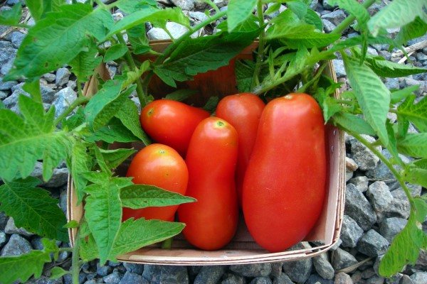 Super Italian paste tomato price for wholesale