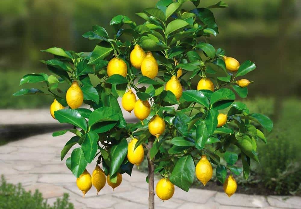 Introduction of meyer lemon bush + Best buy price