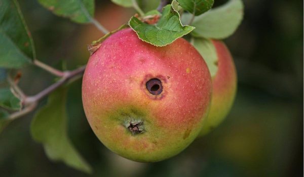 Apple disease pacific northwest