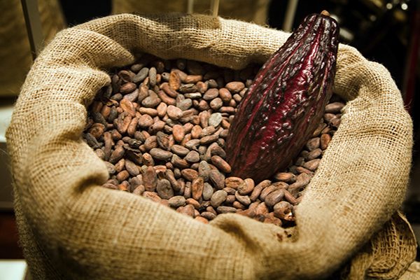 buy cacao seeds | Selling With reasonable prices