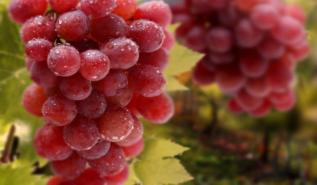 Buy All Kinds of Red Flame Grapes + Price