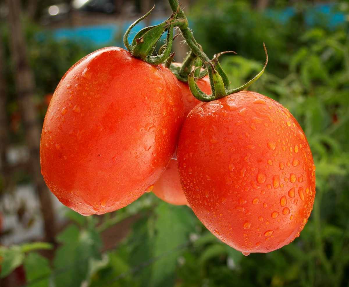 Price and purchase of Low Moisture Roma Tomato + Cheap sale