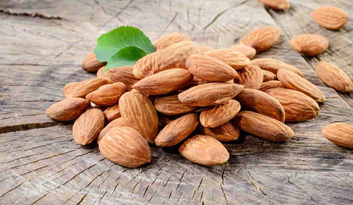 The Best Price for Buying Indigenous Almond Tree