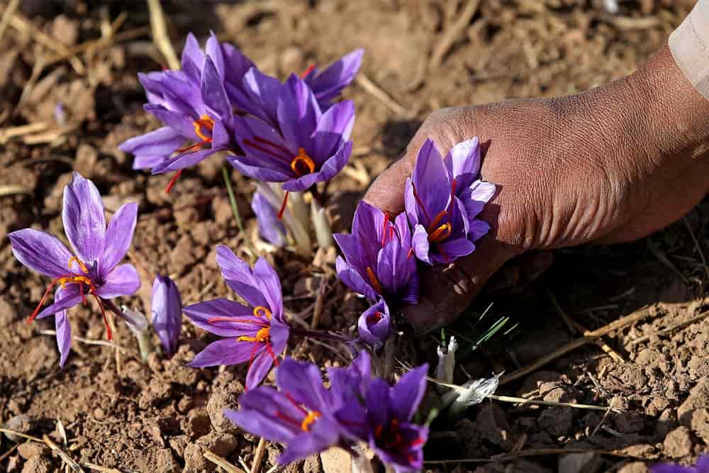 Buy The Latest Types of Saffron Cultivation At a Reasonable Price