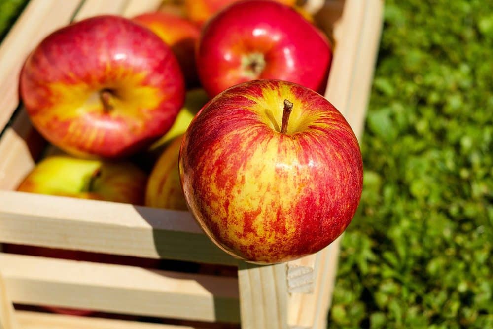 envy apple nutrition + Best Buy Price