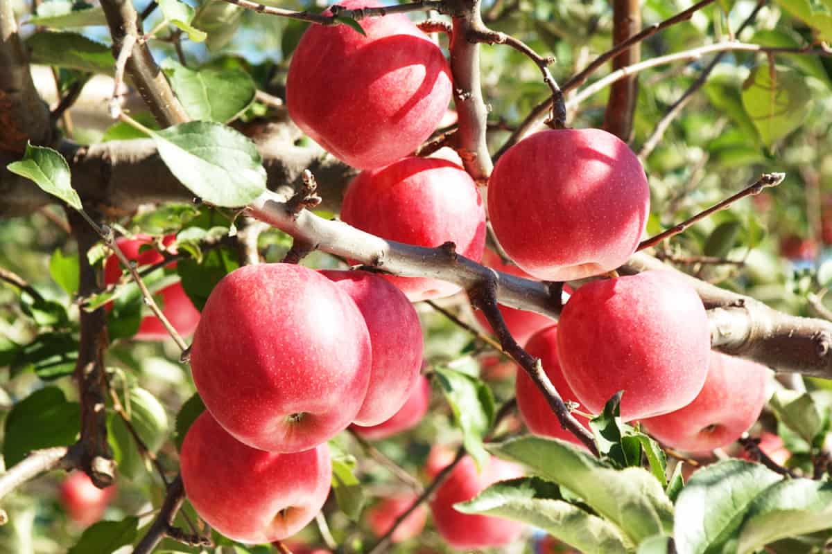 seedless fuji apple fruit price