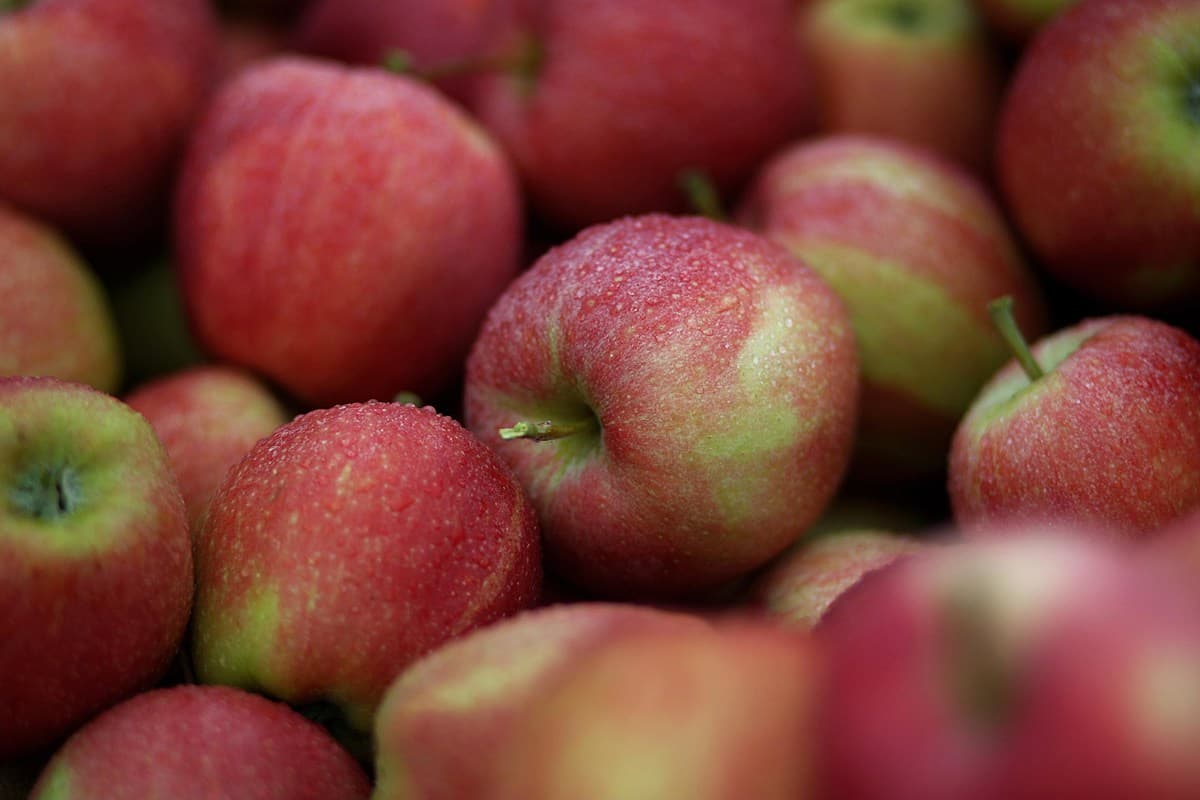 Mcintosh apple flavor profile