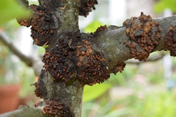 Fungal Diseases of Apple Trees cause a lot of loss to producers