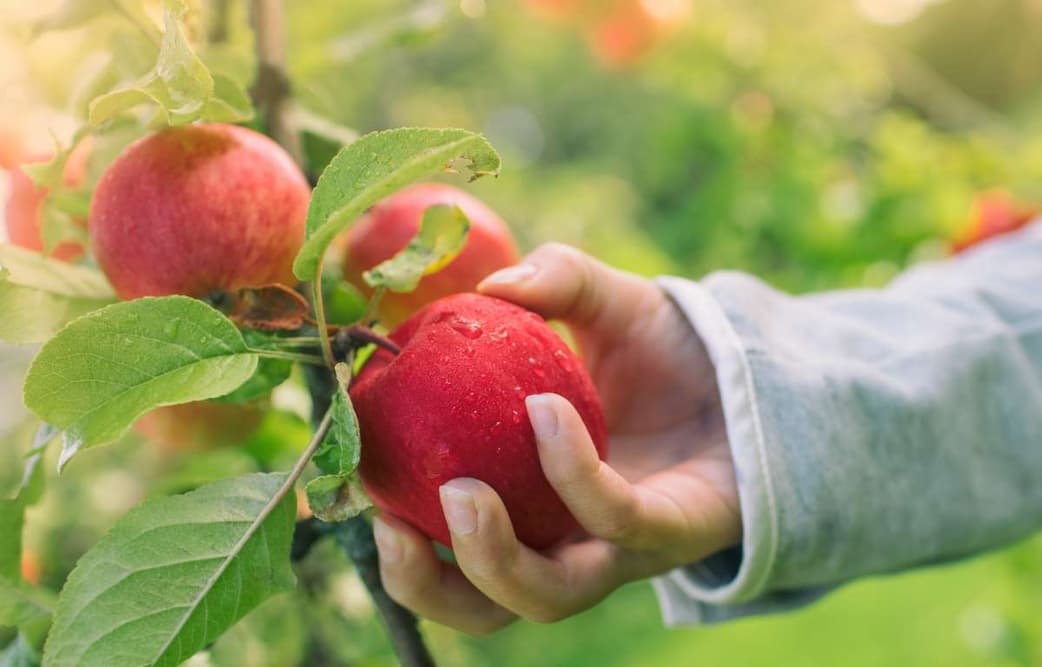 How to pick a good red delicious apple