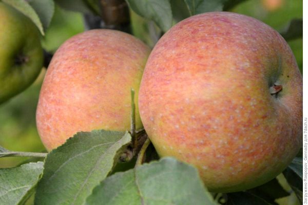 The Best Price for Buying Rubinette Famous Apple