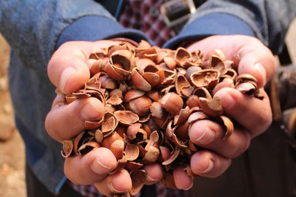 Buy All Kinds of Hazelnut Shells at the Best Price