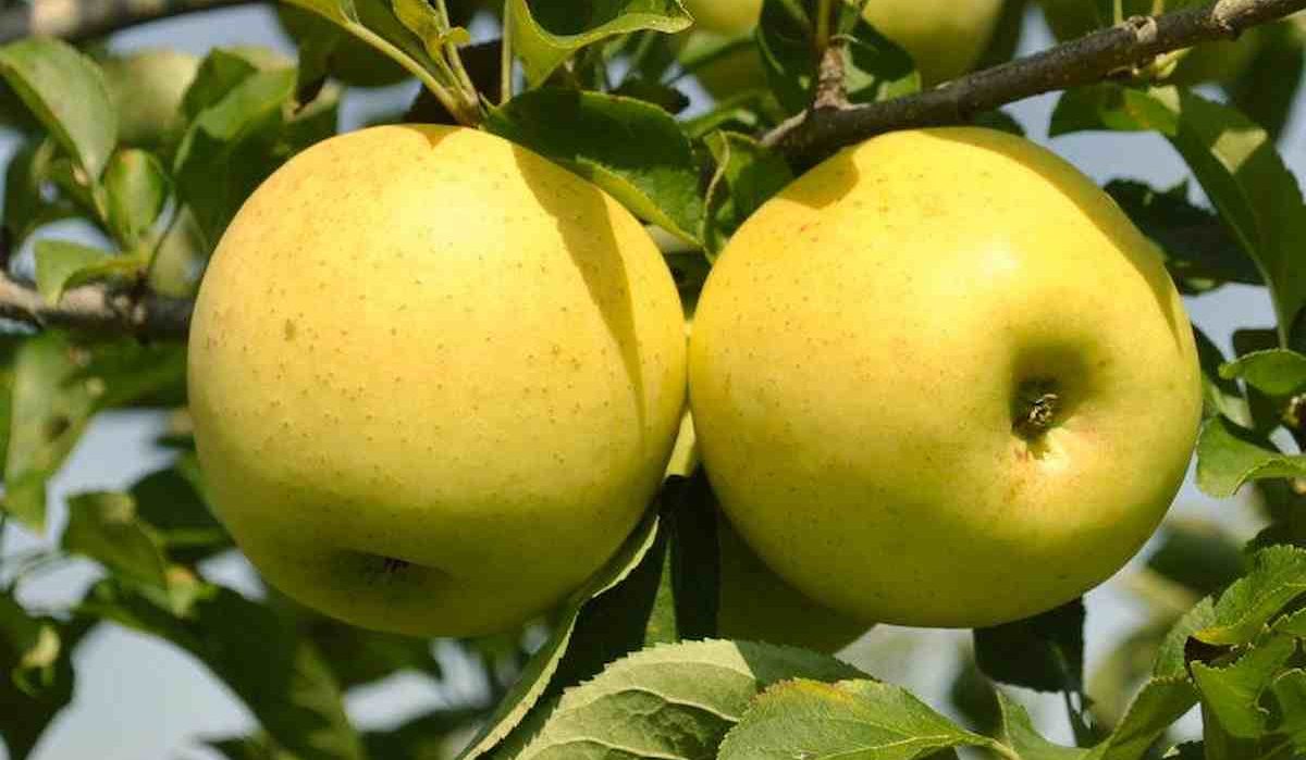 Dorsett apple tree pollination