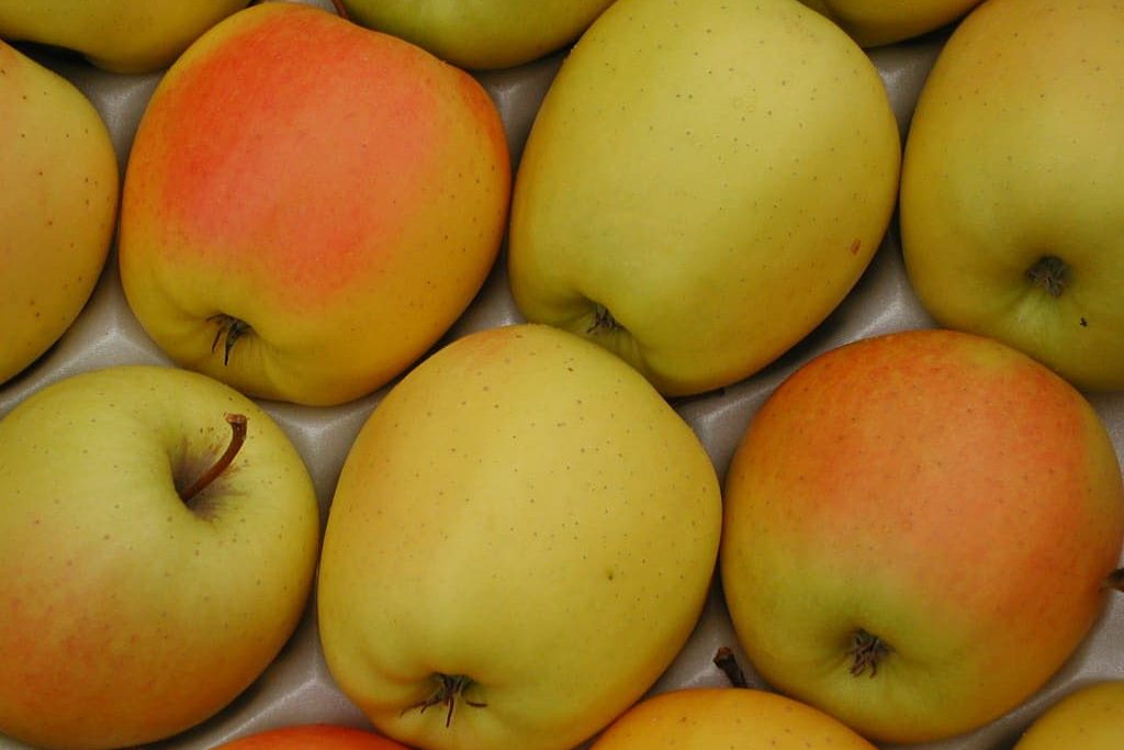 Buy goldrush organic apple | Selling All Types of goldrush organic apple At a Reasonable Price
