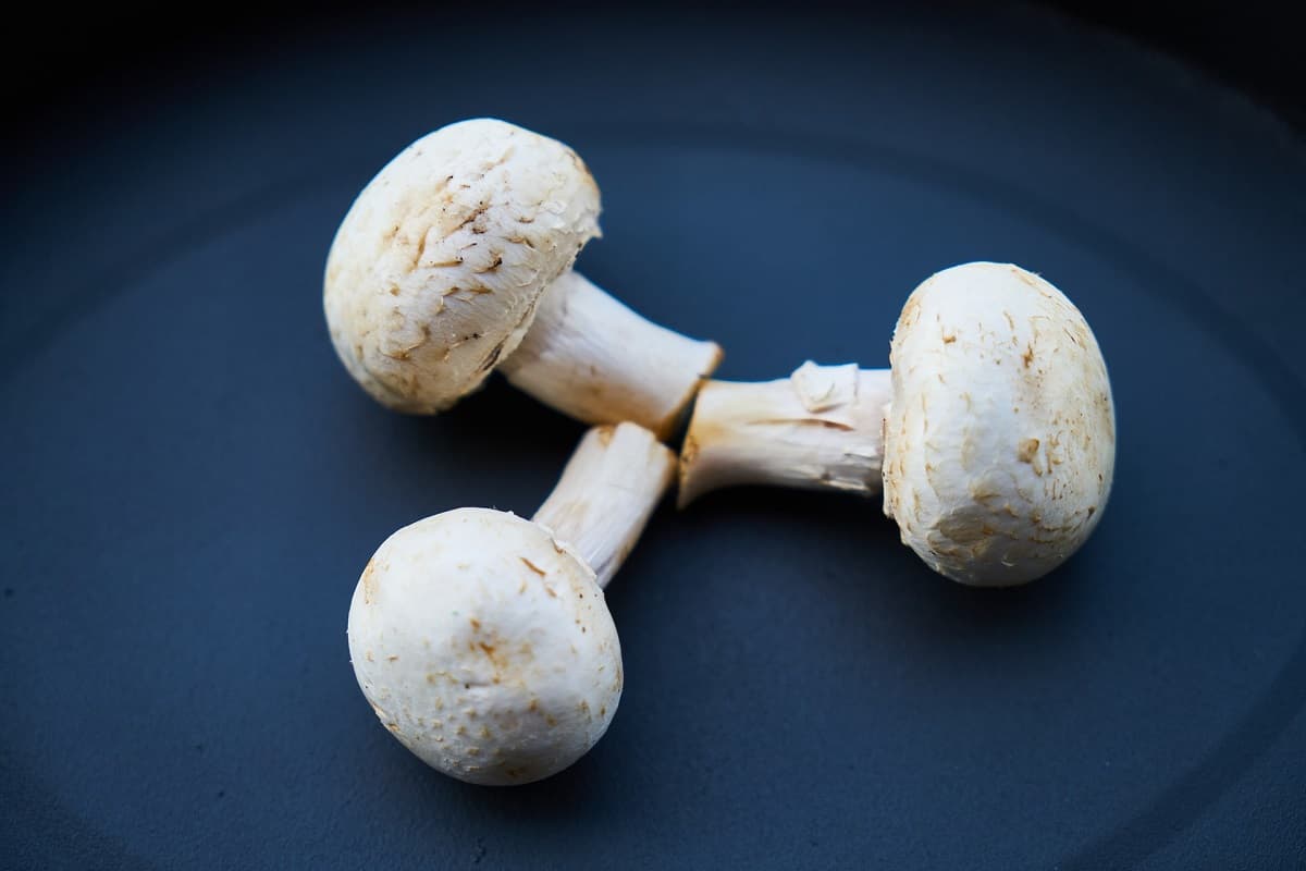 mushroom nutrition facts and health benefits