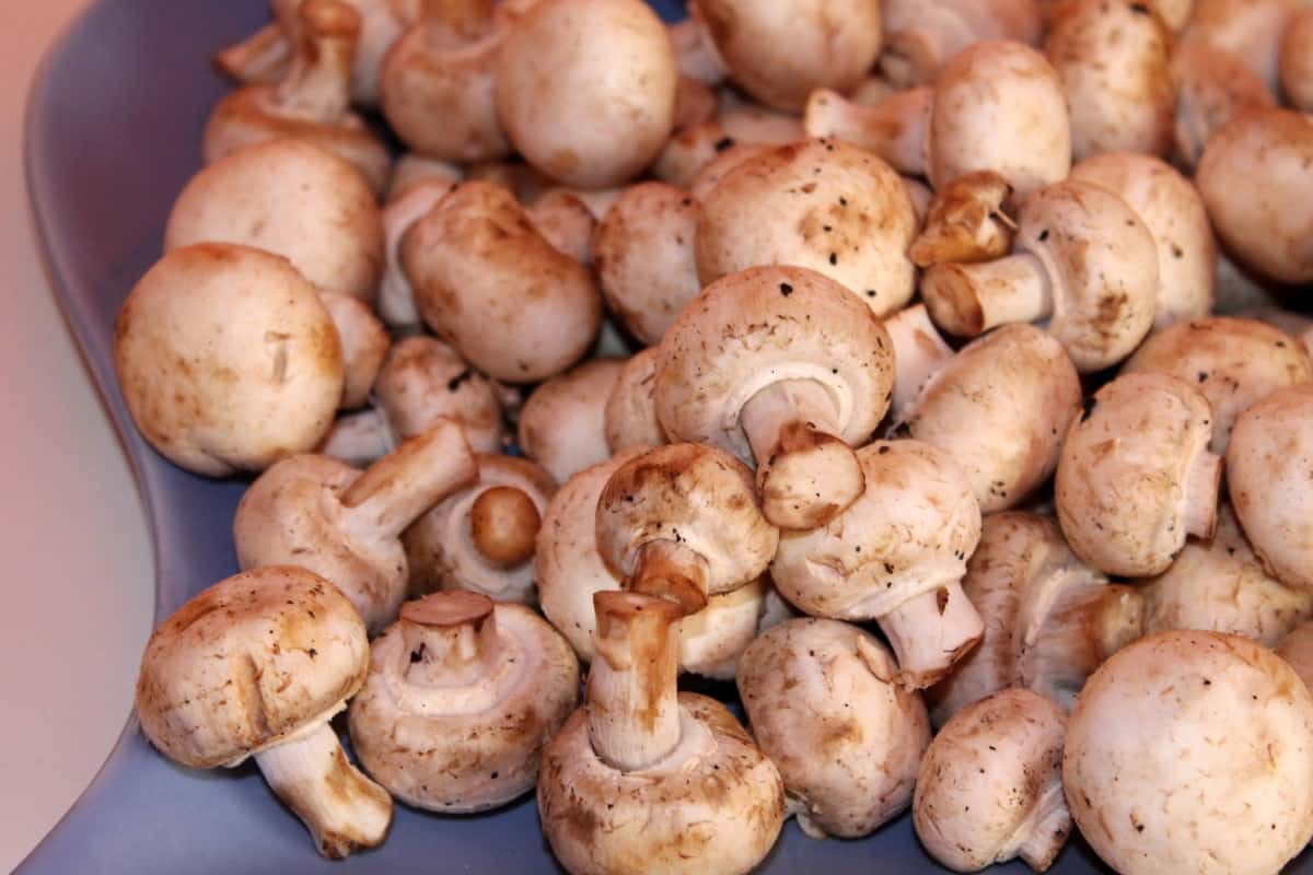 white mushroom nutrition protein