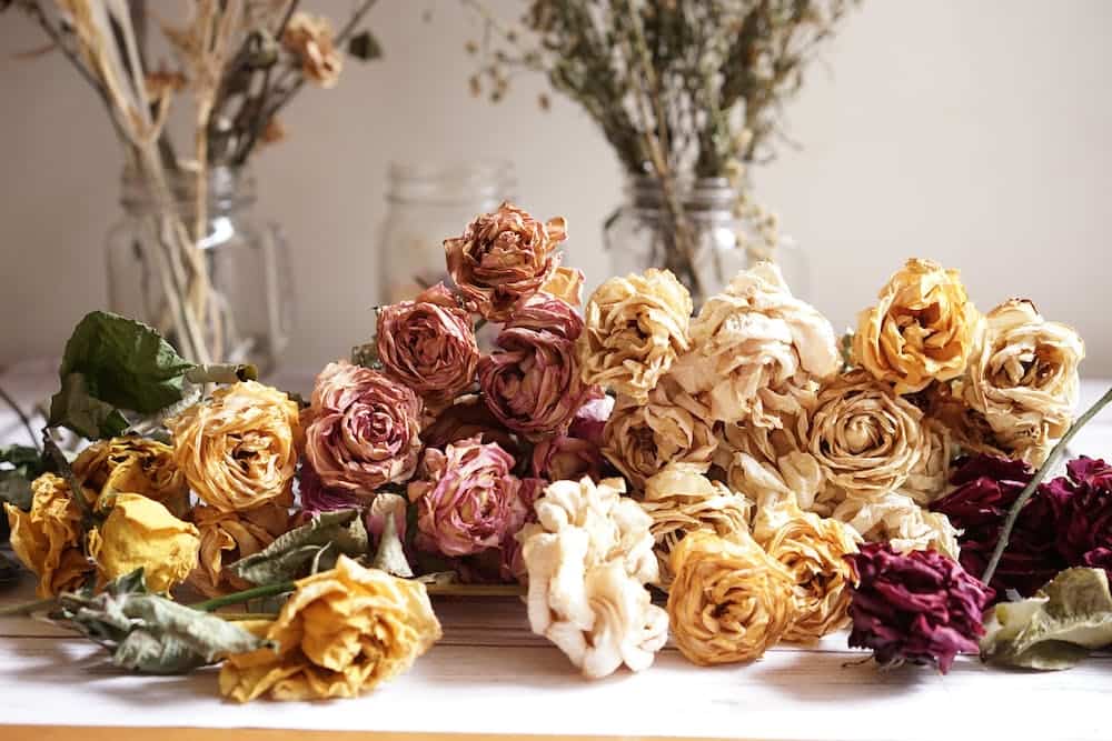 Buy dried rose Selling all types of dried rose at a reasonable