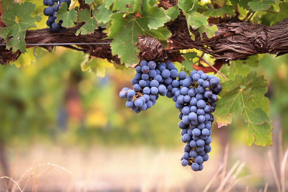 Buy All Kinds of Black Corinth Grapes + Price
