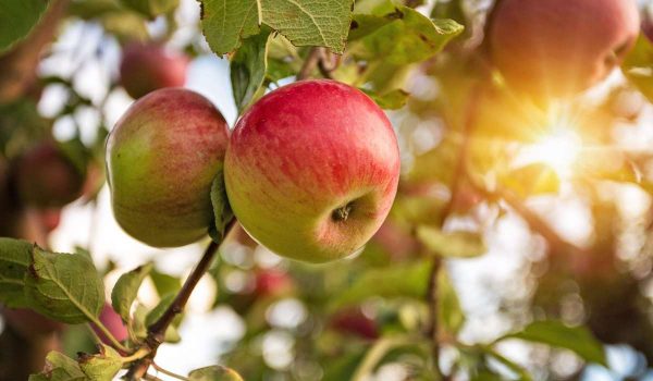 Apple Tree Guidance purchase price + user manual
