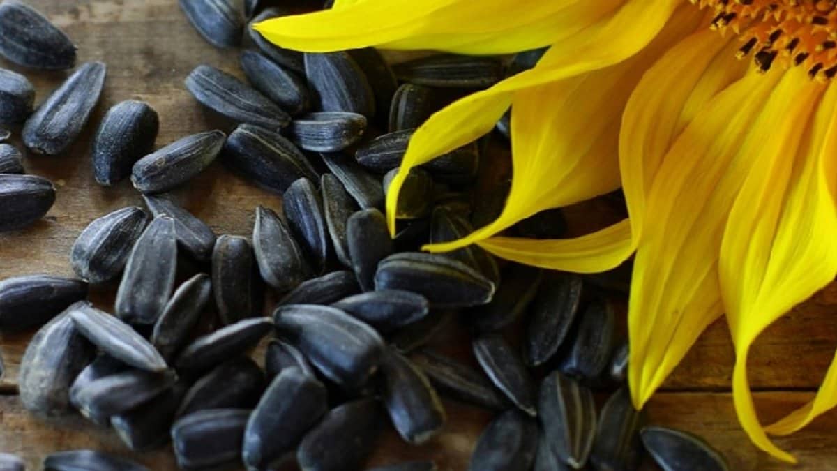 Purchase And Day Price of Spitz Sunflower Seeds