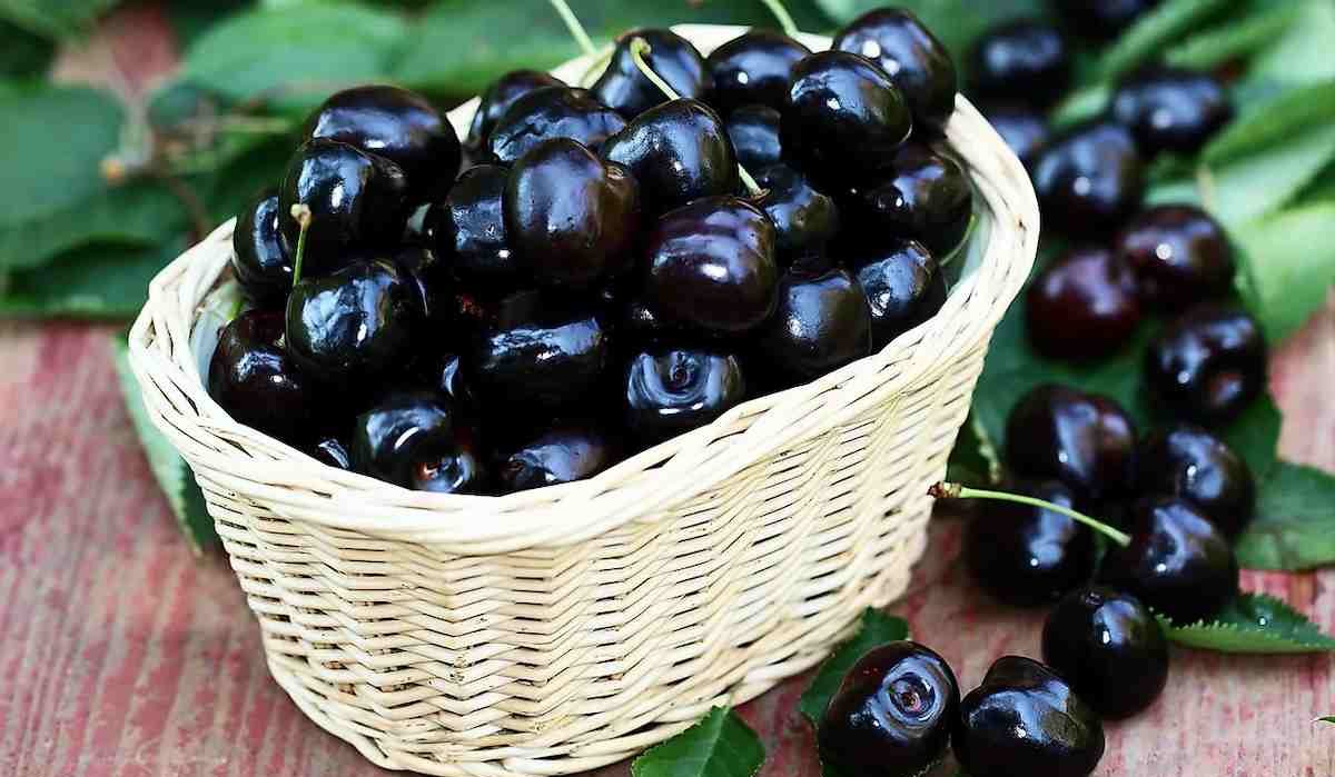Large black cherry purchase price + picture
