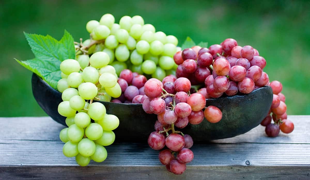 Buy the best types of Alexandria Grapeat a cheap price