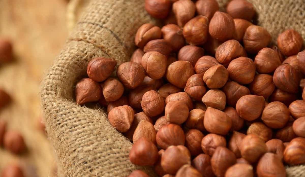 hazelnut kernels fruit nuts for humans or squirrels?