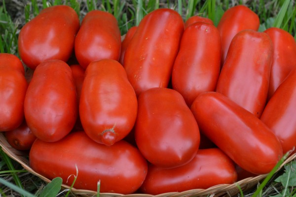 The Best Price for Buying San Marzano tomatoes