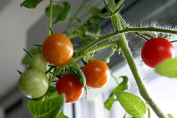 can you grow tomatoes indoors in cold seasons?