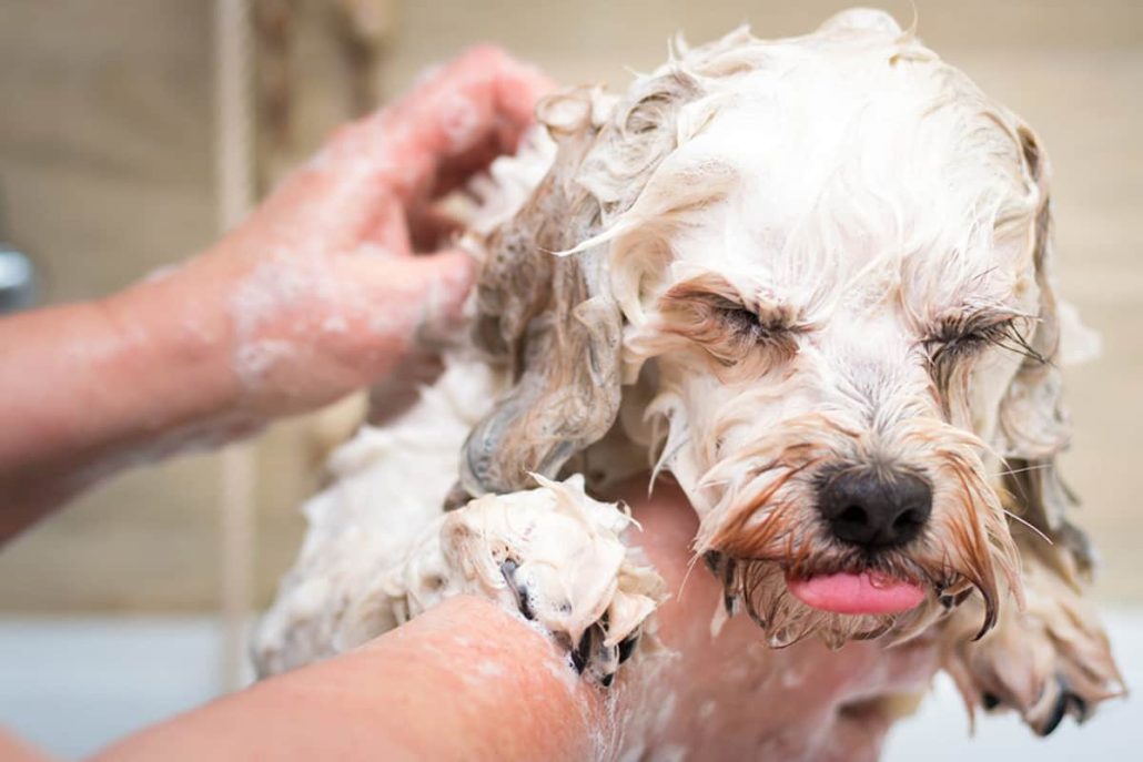 Shampoo for Mites on Dogs Price List in 2023