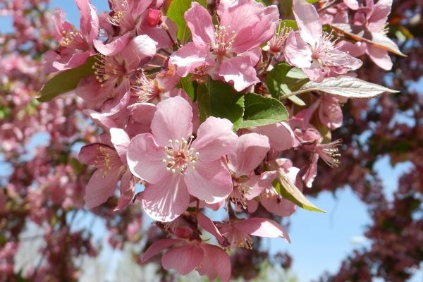 Buy Apple blossom | Selling All Types of  Apple blossom At a Reasonable Price