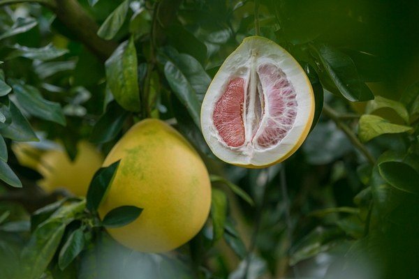 Buy Duncan Grapefruit | Selling All Types of Duncan Grapefruit At a Reasonable Price
