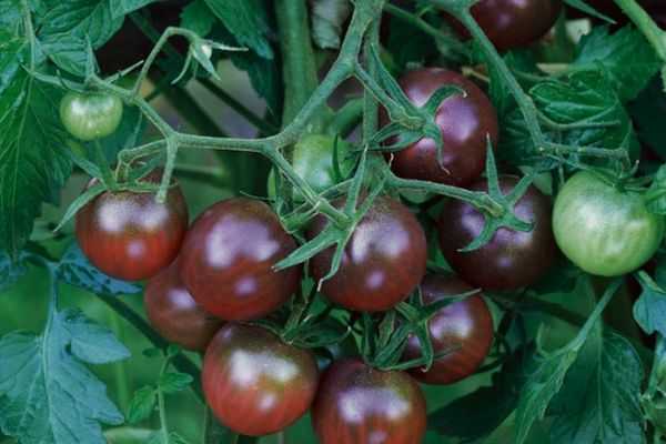 Buy Black Cherry Tomato Plants + Great Price with Guaranteed Quality