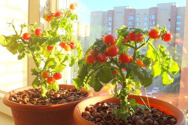 Grow tomatoes inside apartment with interesting methods