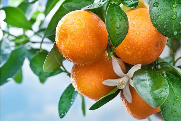 Buy New sweet orange fruits  + great price