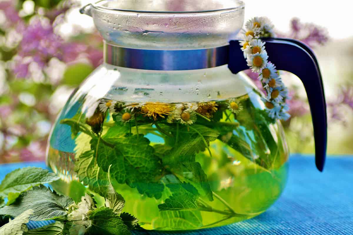 Buy medicinal plants herbal tea an eanchorceptional price