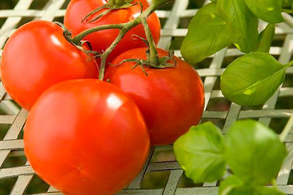 Growing tomatoes indoors with artificial light