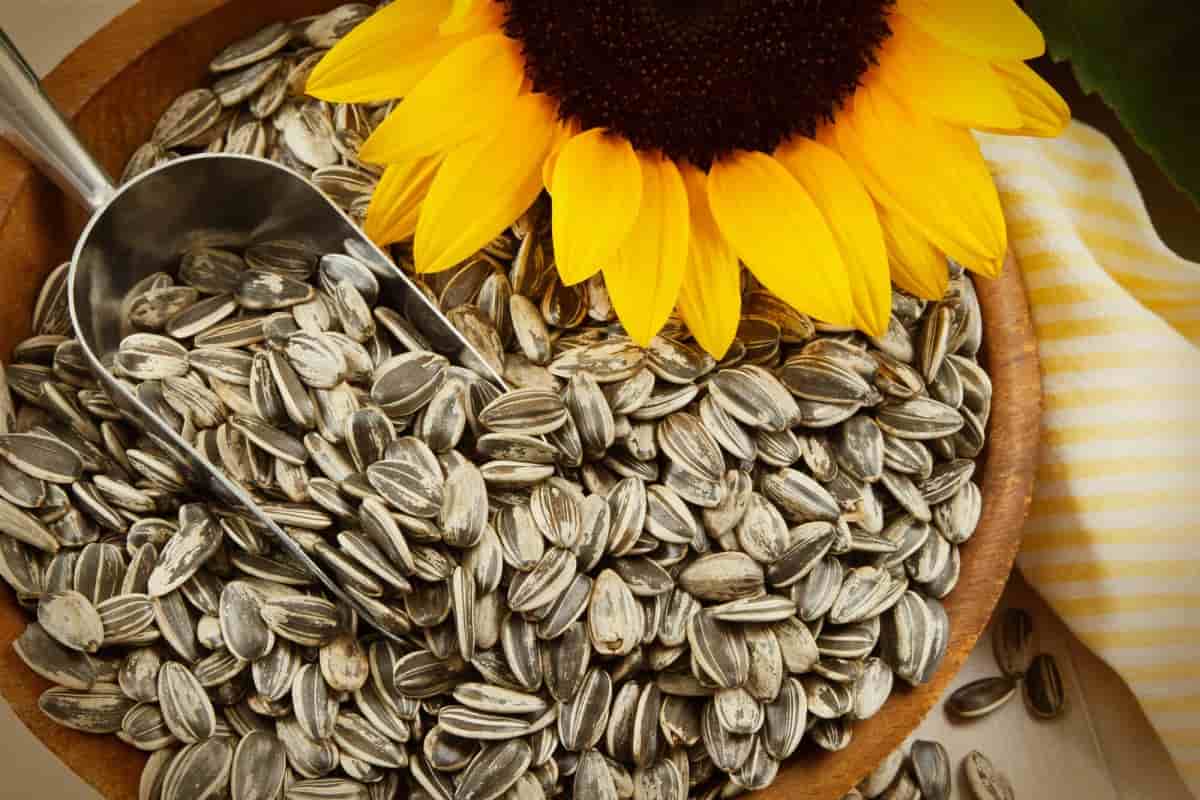 Sunflower seeds wholesale  | The purchase price, usage, Uses and properties
