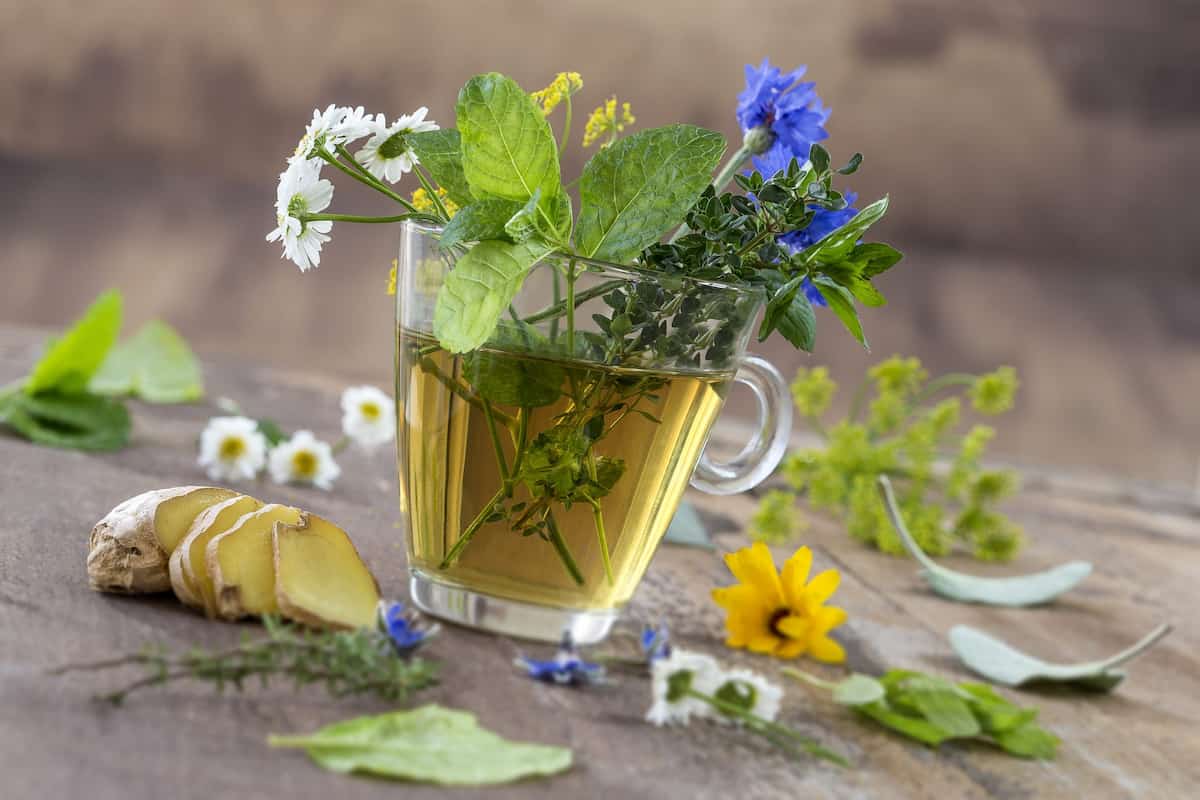Medicinal herb tea recipes and their benefits on health