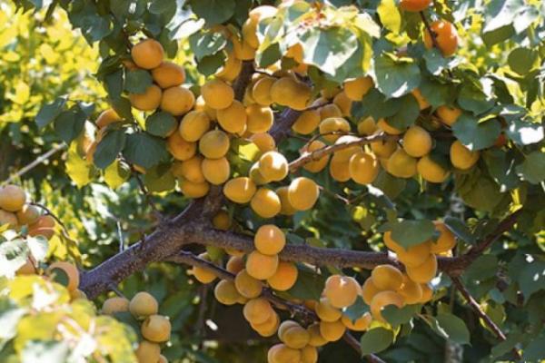 Buy The Latest Types of Autumn Apricot At a Reasonable Price