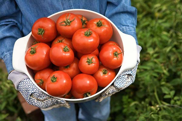 Big mama tomatoes wholesale price