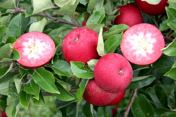 Hidden rose apple health benefits
