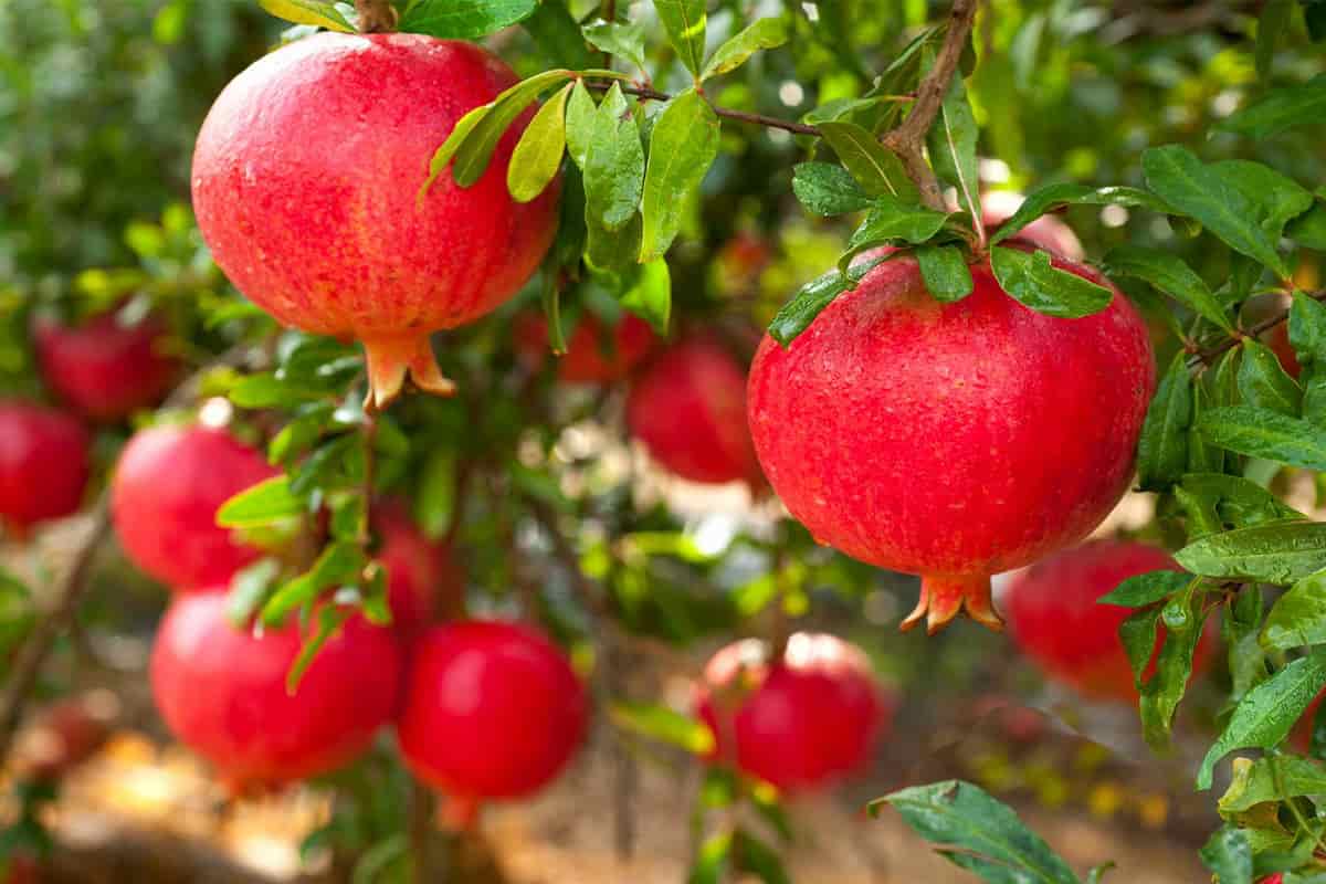 Eversweet Pomegranate Tree Care To Have a Better Orchard Crop