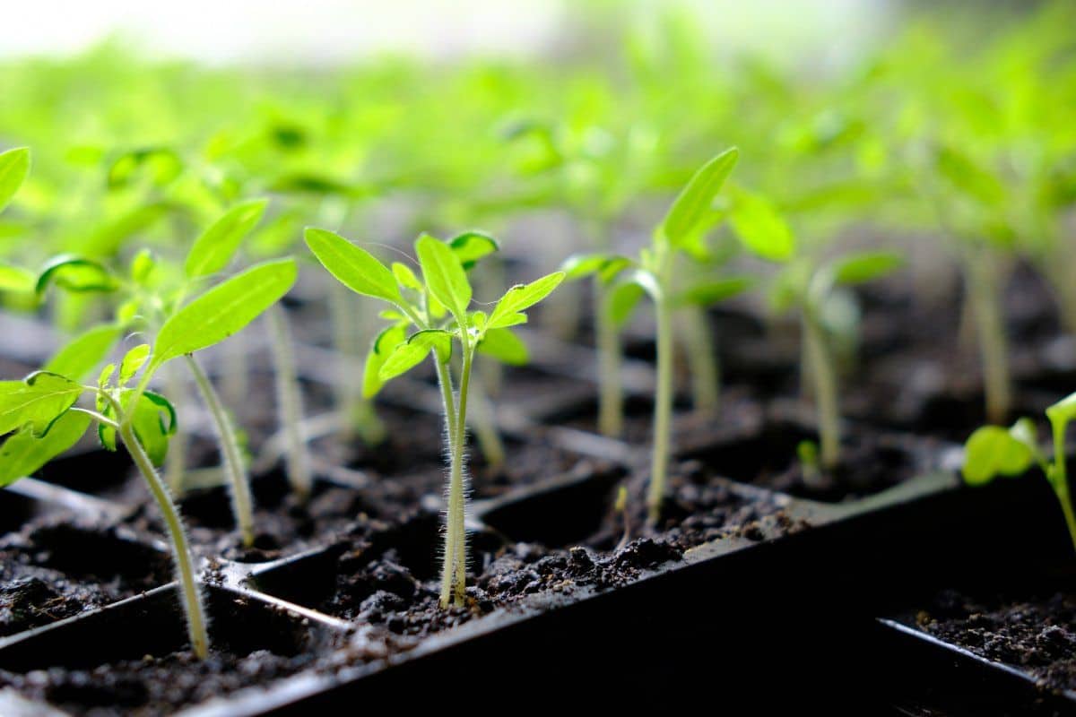 how often to fertilize tomato seedlings for most optimal results