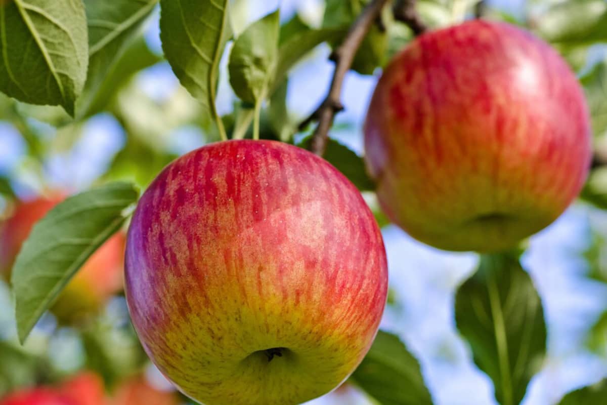 Pippin apple tree | The purchase price, usage, Uses and properties