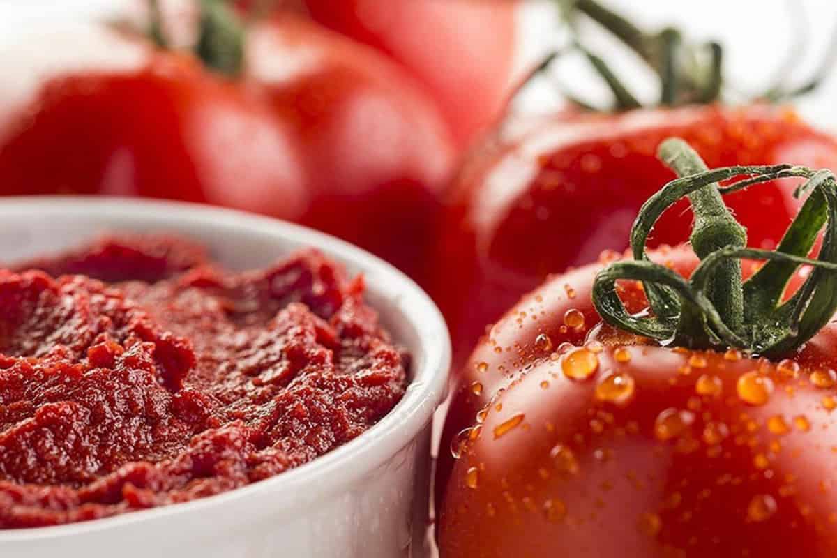 tomato paste manufacturing business plan with high market share