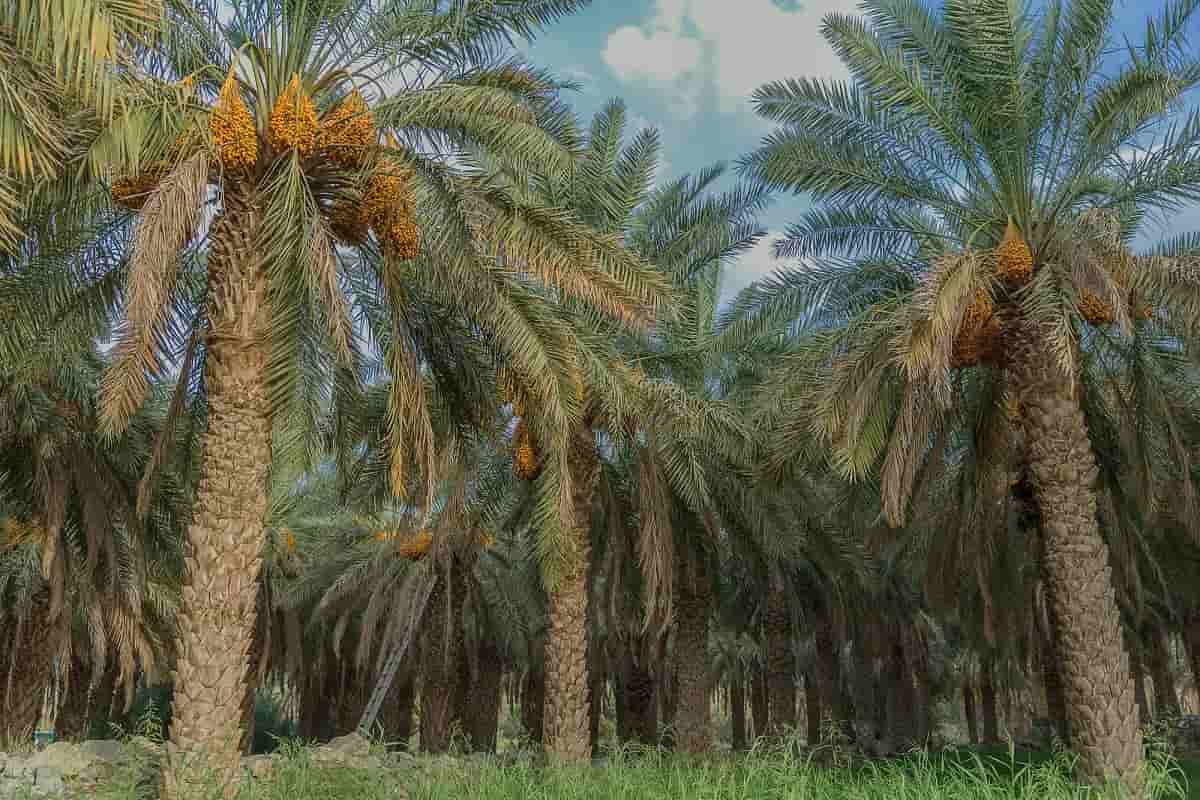 Price Date Palm + Wholesale buying and selling
