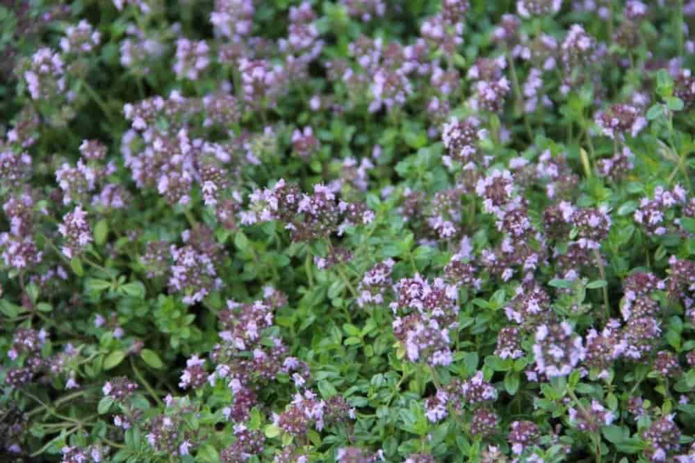 The Purchase Price of Creeping Thyme Plant + Training