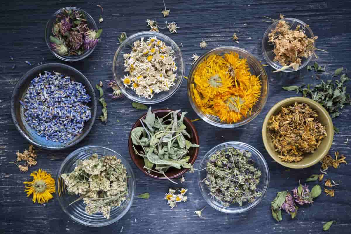 Medicinal plant seeds value